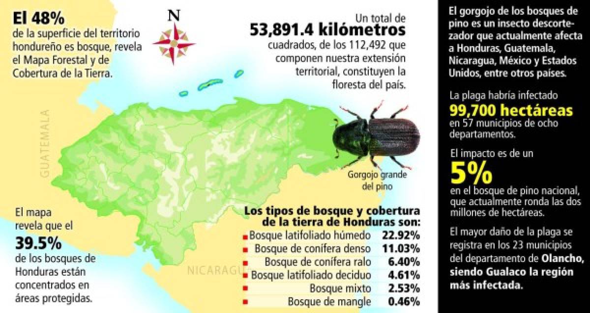 Investigan medidas biológicas contra gorgojo