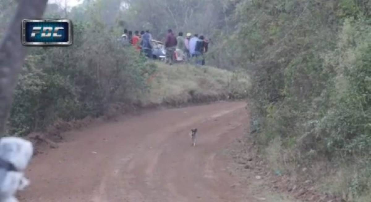 Perrito se salva de morir arrollado en una autopista de carreras