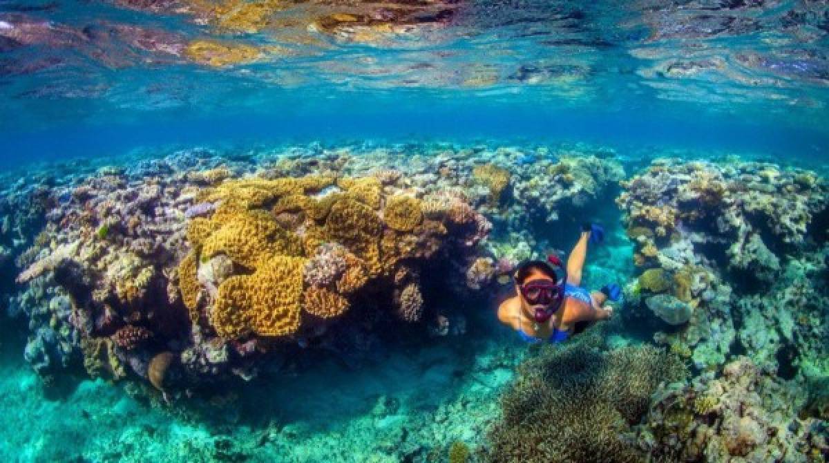 La Gran Barrera de Coral, más amenazada de lo que se pensaba