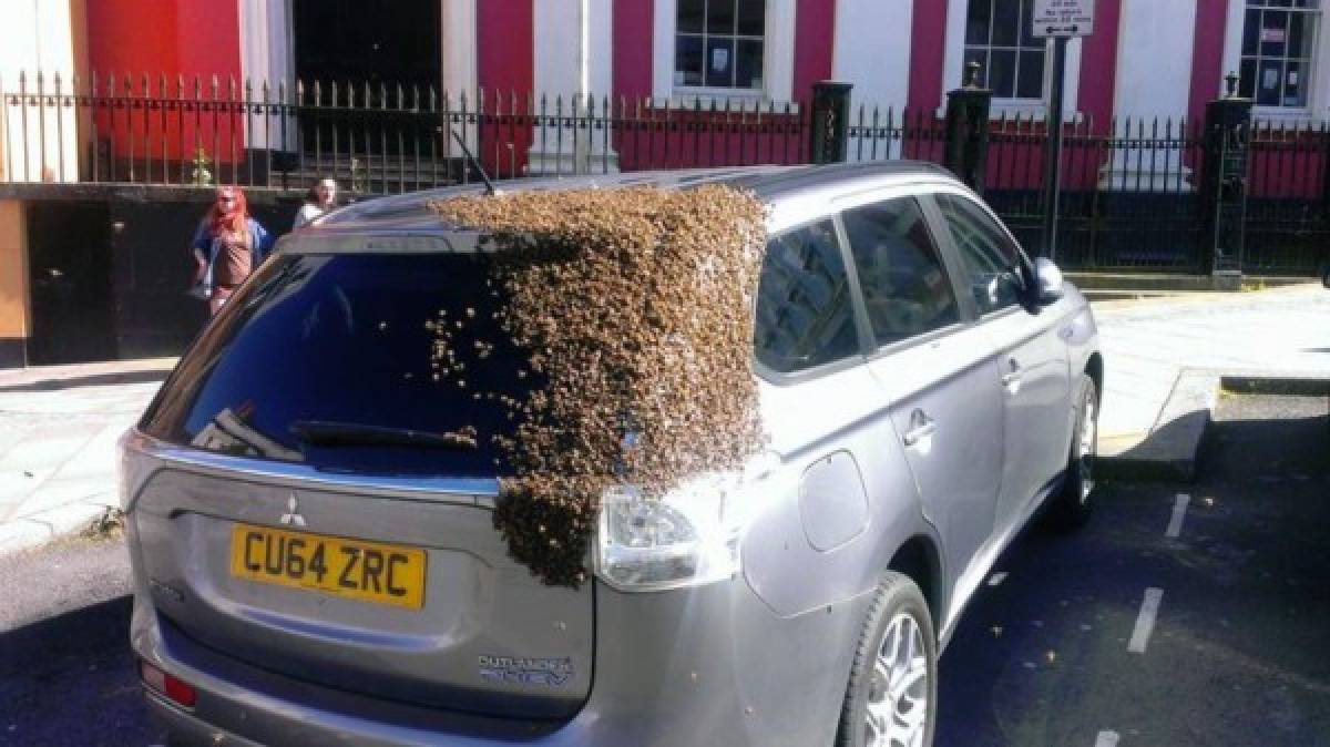 Abejas se aferran a un carro para seguir a su reina