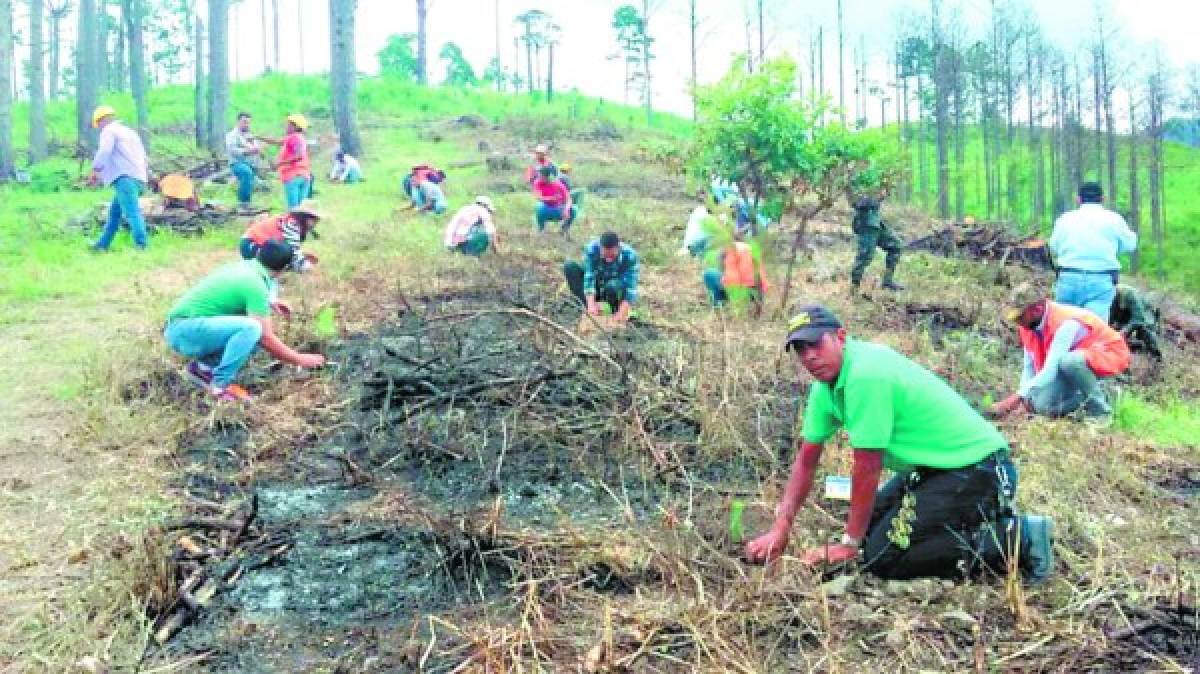 Honduras: Olanchanos reforestan 205 hectáreas de bosque plagado