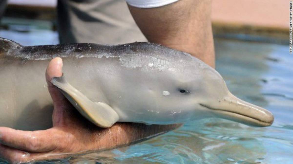 Delfín bebé muere tras ser sacado del mar para tomarle fotos