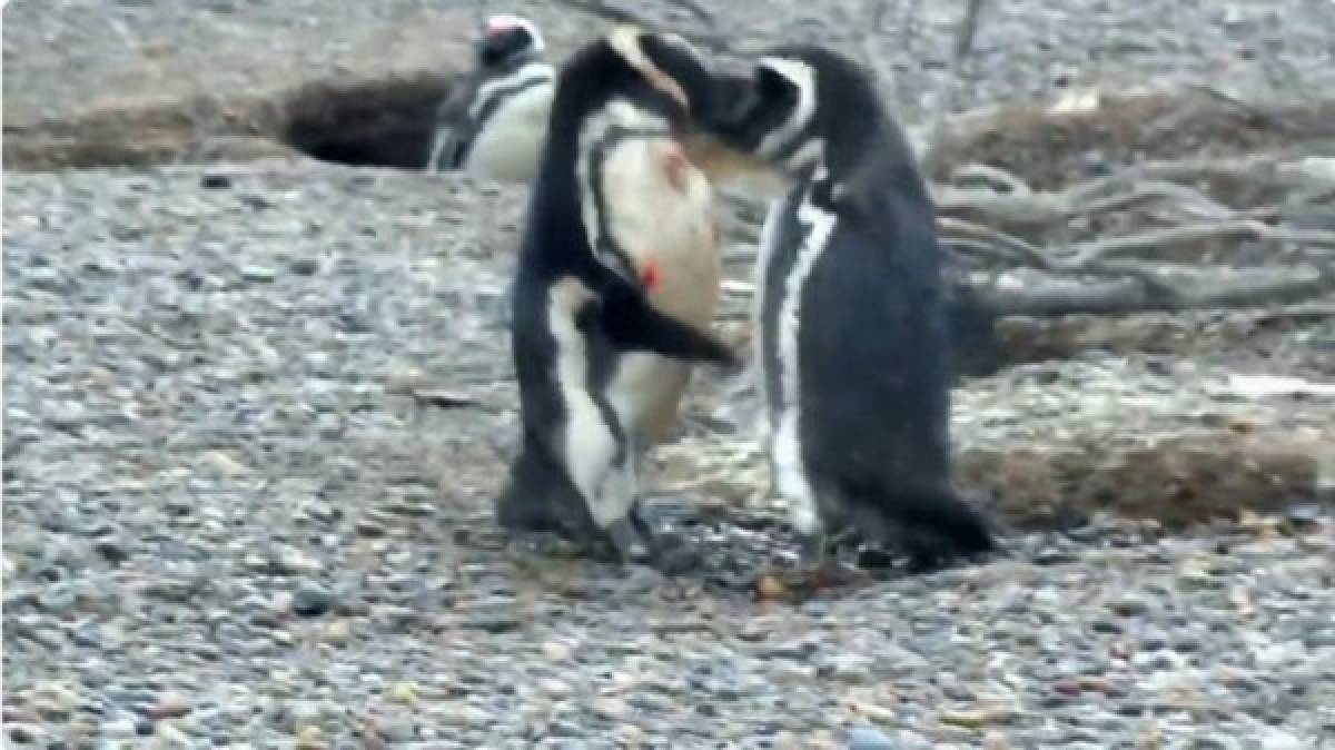 Video: Pingüino encuentra a su hembra con otro y se genera una pelea a muerte