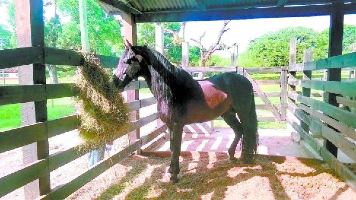 Más de 500 cabezas de ganado encontraron en rancho incautado