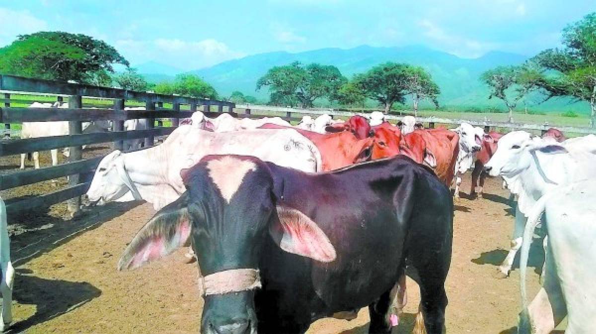 Más de 500 cabezas de ganado encontraron en rancho incautado