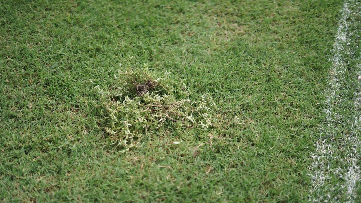 Así se encuentra la grama del Estadio Francisco Morazán.