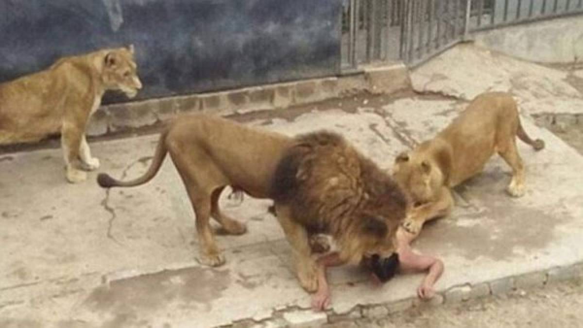 Hombre que se tiró a jaula de leones creía que era Jesucristo