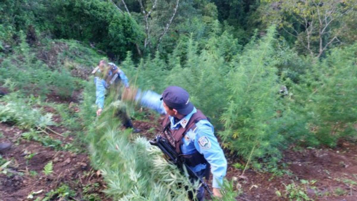 Honduras: Detienen a sospechoso de cultivar y distribuir marihuana en El Paraíso