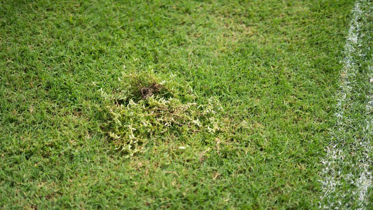 Así se encuentra la grama del Estadio Francisco Morazán de San Pedro Sula.