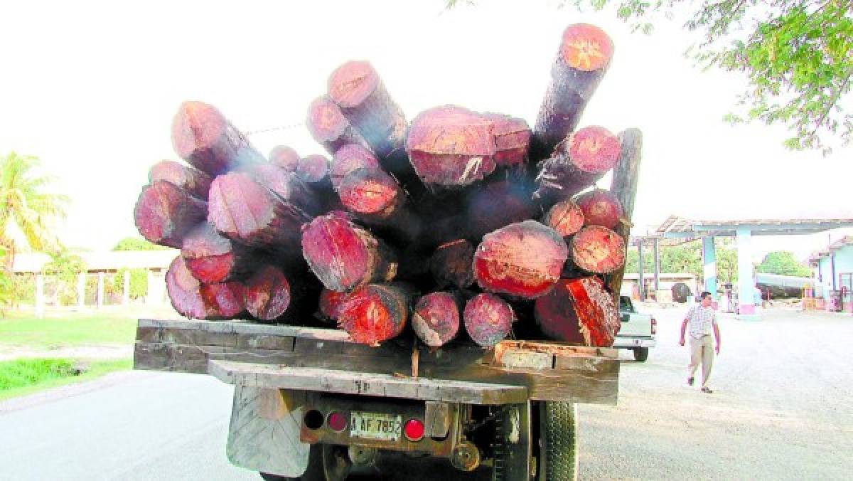 Destruidas 63 mil hectáreas de bosque en Comayagua