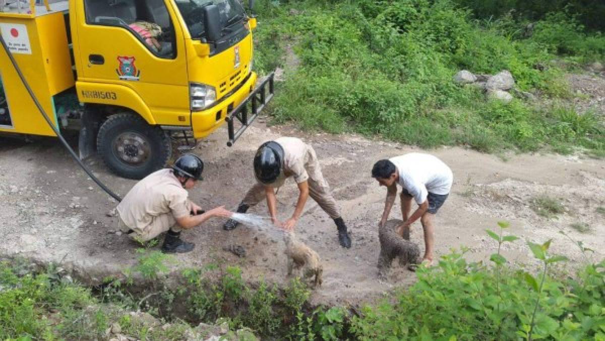 Rescatan sanos y salvos a dos perros que cayeron en un agujero