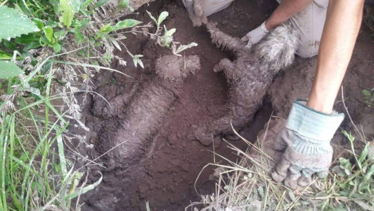 Rescatan sanos y salvos a dos perros que cayeron en un agujero