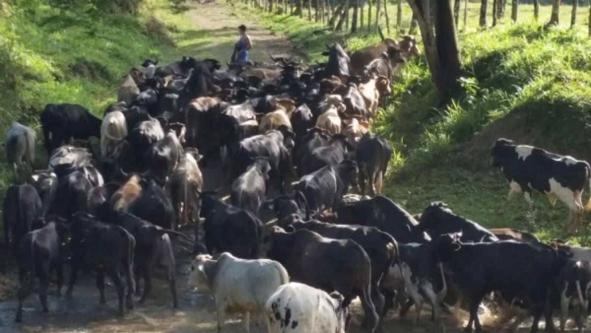 Honduras: Cae la esposa del cabecilla de la banda de Los Amador