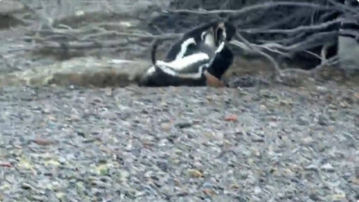 Video: Pingüino encuentra a su hembra con otro y se genera una pelea a muerte