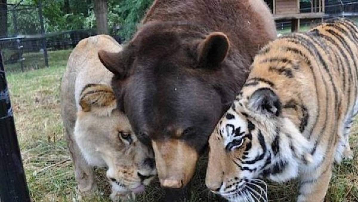 Un oso, un tigre y un león niegan separarse de su amistad