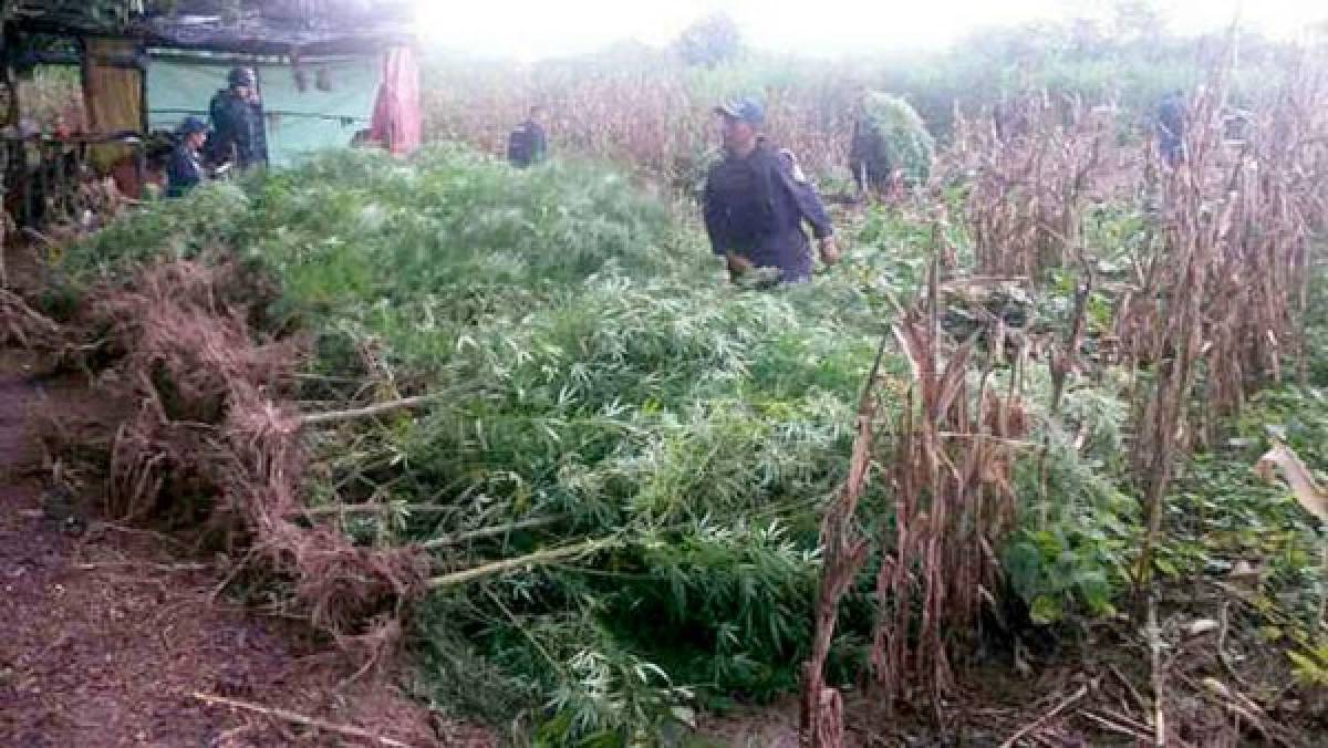 Hallan sembradío de marihuana en El Porvenir