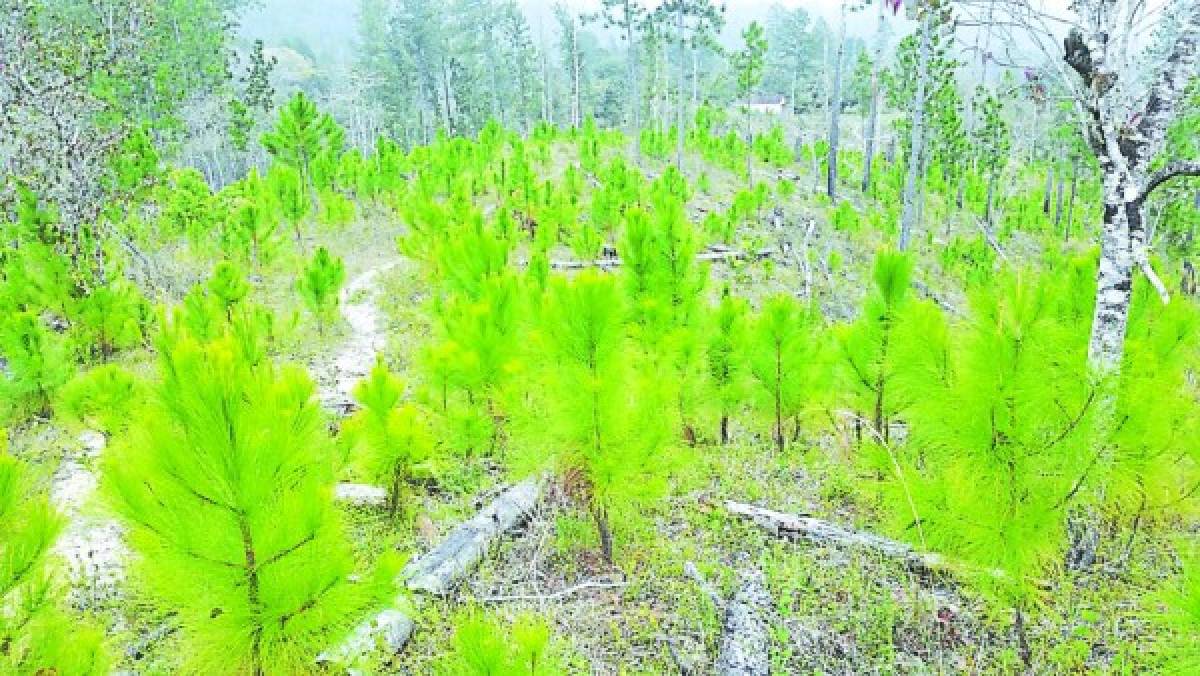 Madera dañada por el gorgojo fue desperdiciada