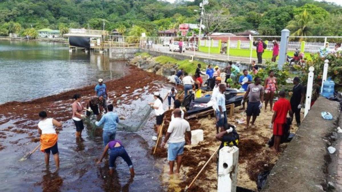 Algas marinas inundan playas de Roatán