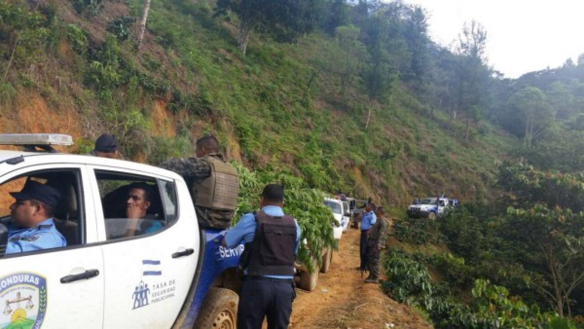 Honduras: Detienen a sospechoso de cultivar y distribuir marihuana en El Paraíso