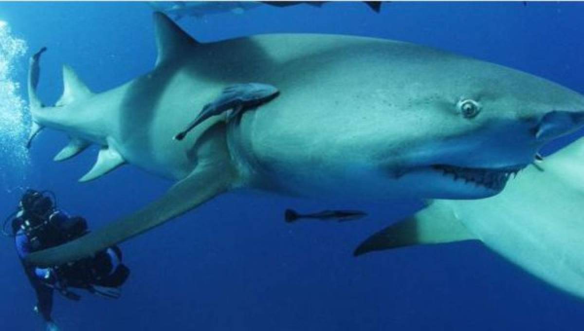 Buscan a documentalista canadiense de tiburones que desapareció en aguas de Florida