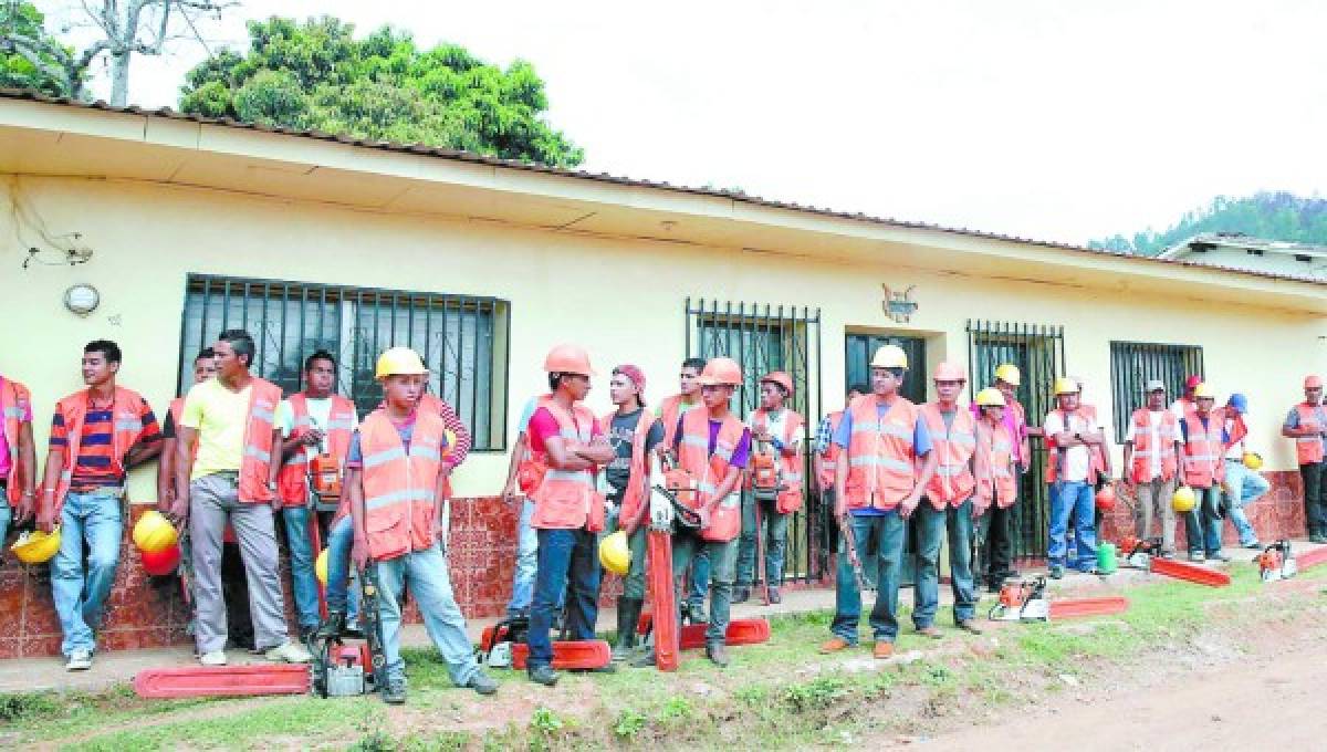 En marcha el plan para combatir el gorgojo de pino