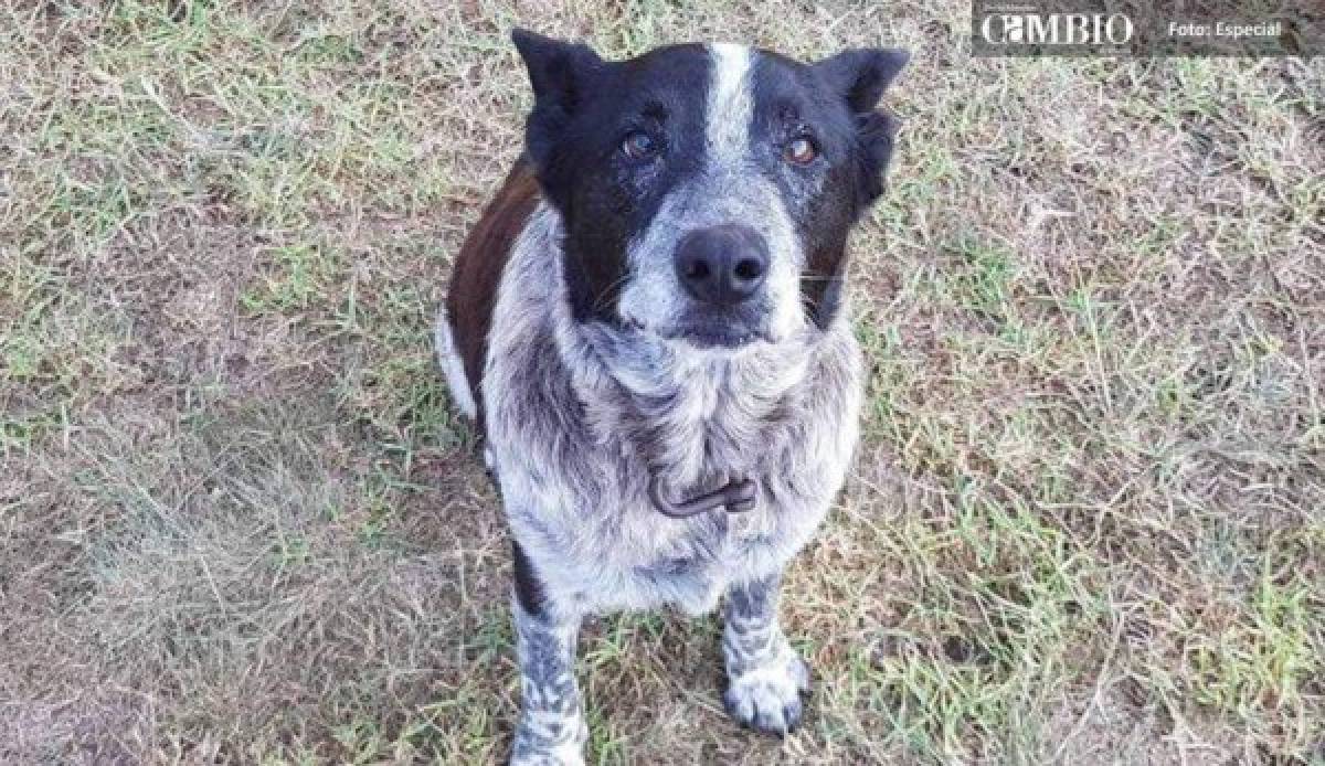 Condecoran a perrito sordo y casi ciego por cuidar a una niña perdida hasta su rescate