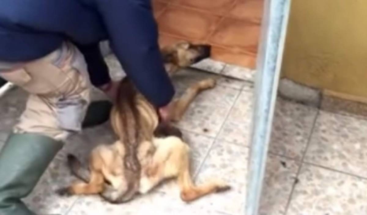 El video de la recuperació de un perro se volvió viral