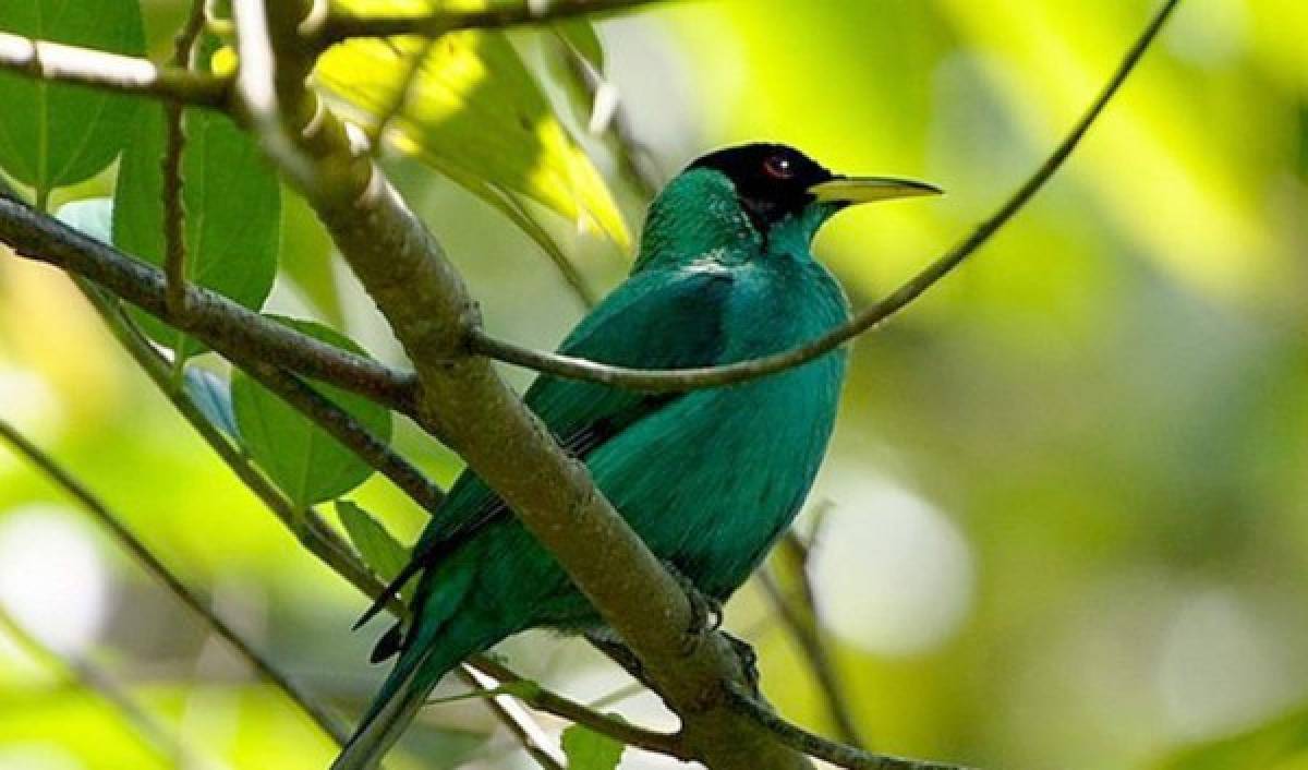 Parque Nacional Capiro y Calentura