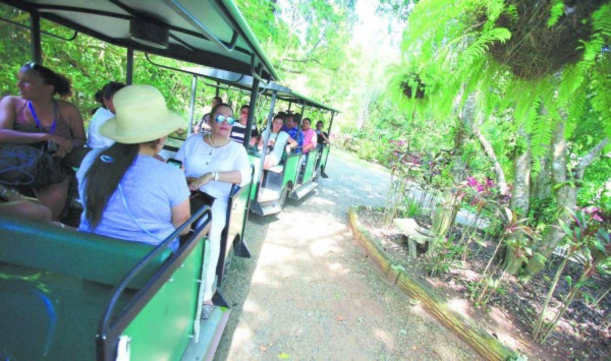 Aventura para explorar la vida silvestre en Roatán