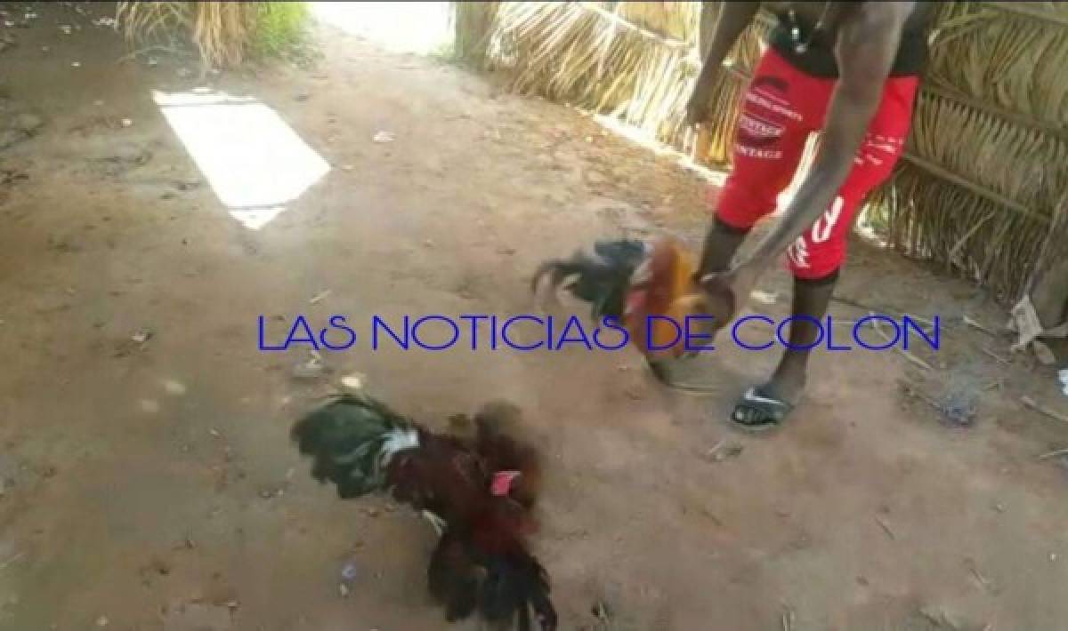 Una hora después de quedar libre, el gallo se mete a otro problema