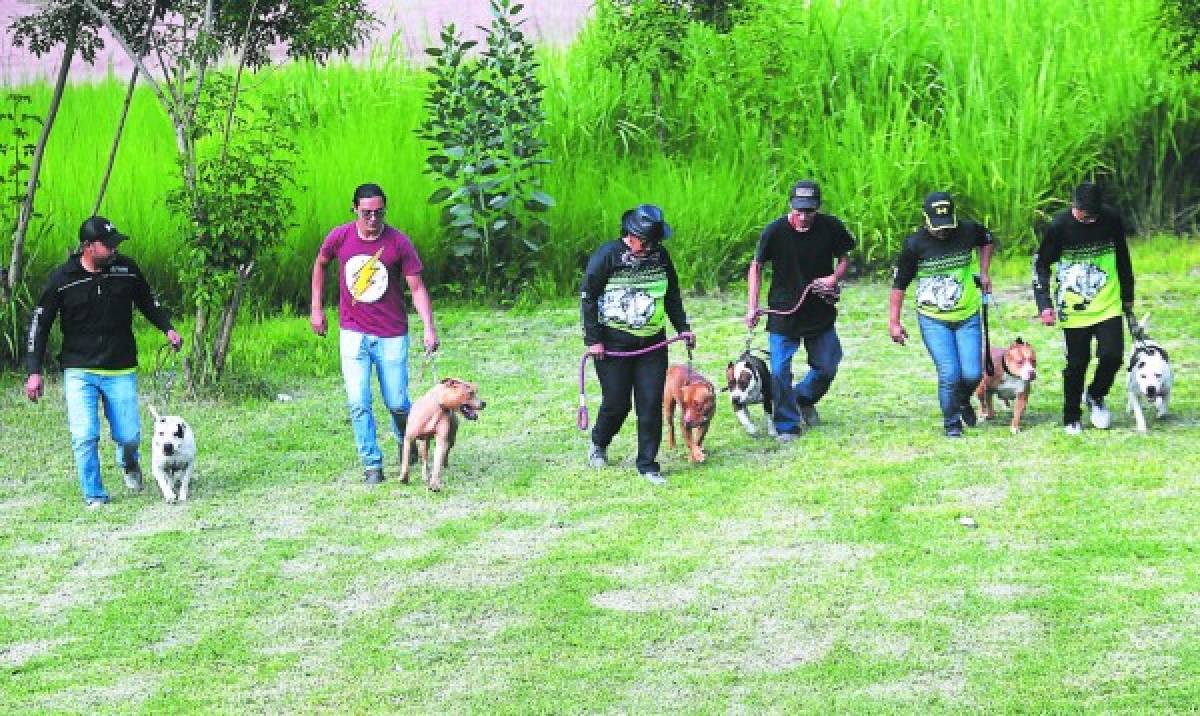 Pitbulls, colmilludo y juguetón amor canino