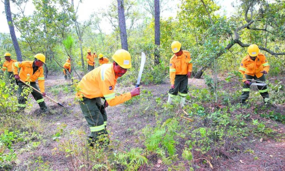 En marcha el plan para combatir el gorgojo de pino