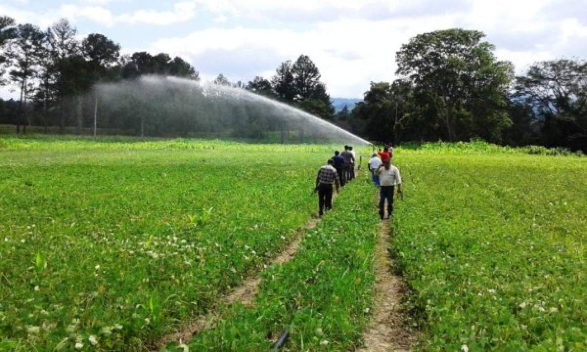 Honduras: Frijol y café, granos más susceptibles a los excesos de lluvia