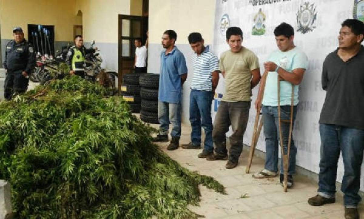 Lempira: Caen cinco agricultores de marihuana