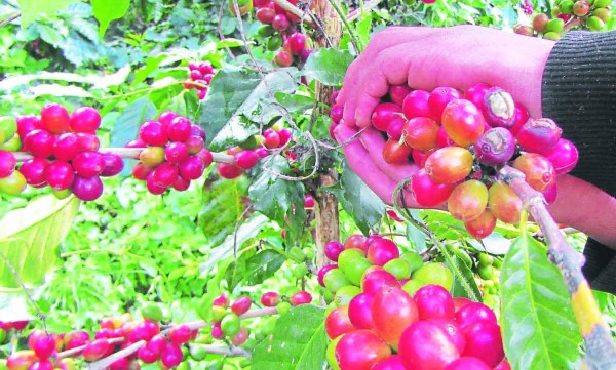 Honduras: Sequía afectó la cosecha de café