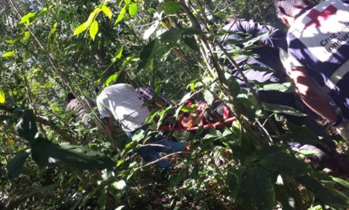 Campesino hondureño muere aplastado por un árbol