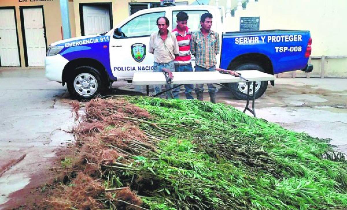 Incautan plantación de marihuana en montaña