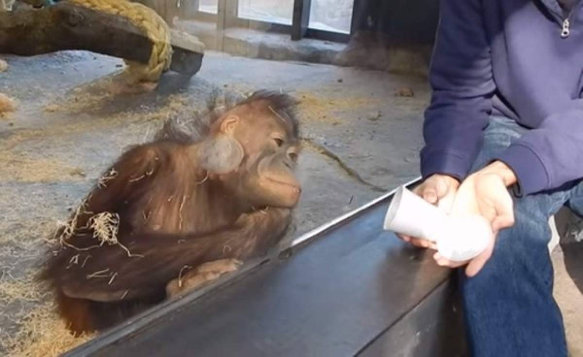 Le hacen un truco de magia a un orangután y su divertida reacción enloquece a las redes