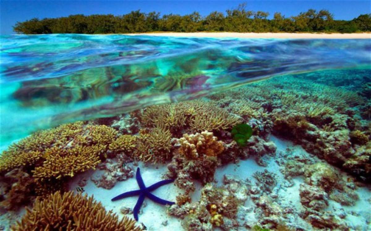 La Gran Barrera de Coral, más amenazada de lo que se pensaba