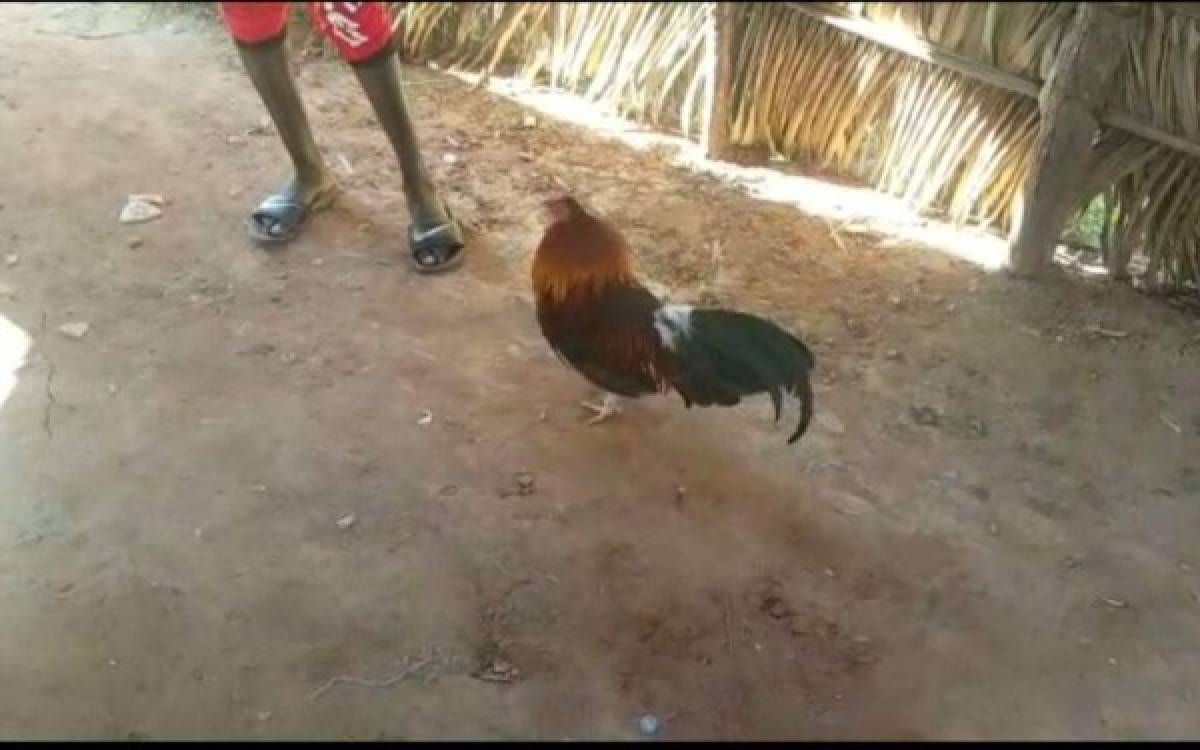 Una hora después de quedar libre, el gallo se mete a otro problema