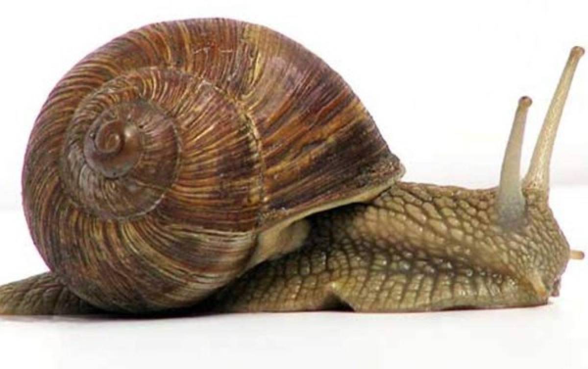 Si eres un caracol zurdo, olvídate del amor 