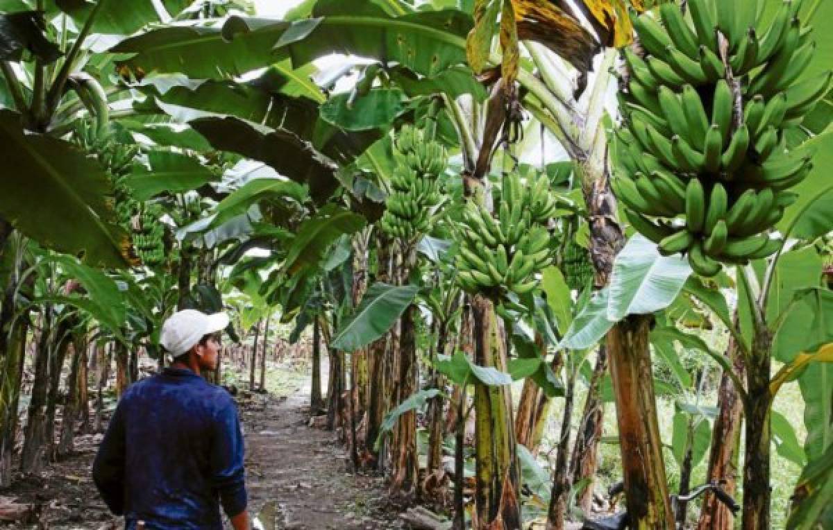 Plaga amenaza banano en Honduras y CA