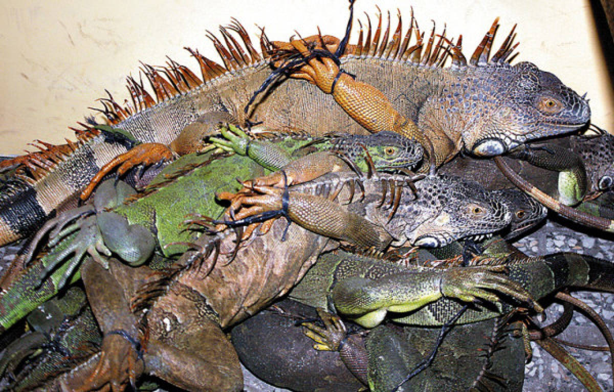 Decomisan garrobos e iguanas en Marcovia