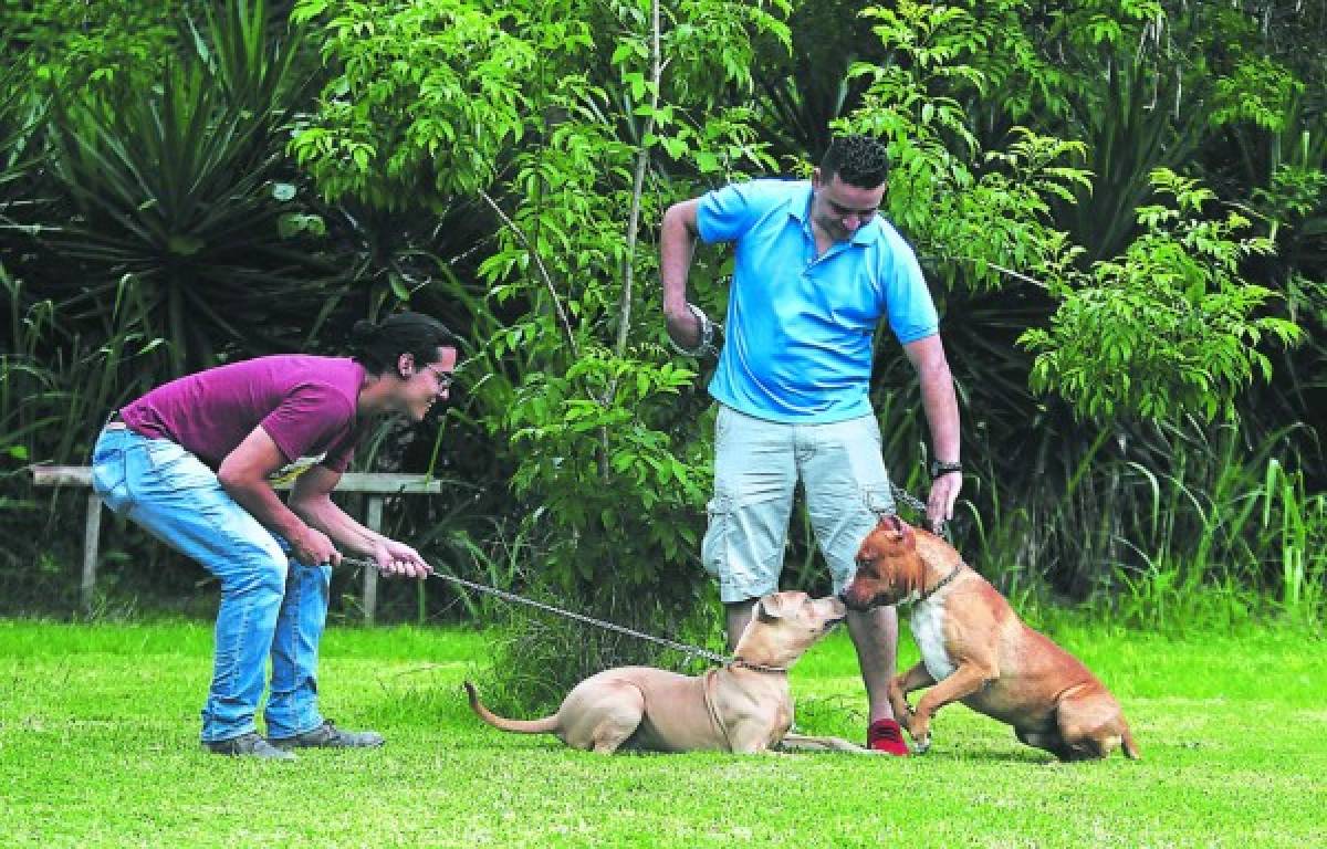 Pitbulls, colmilludo y juguetón amor canino