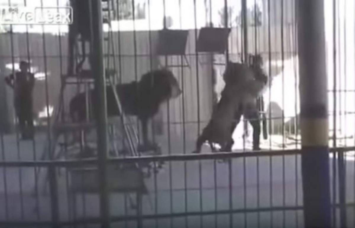 Video: Un león atacó a su domador durante un espectáculo en un circo