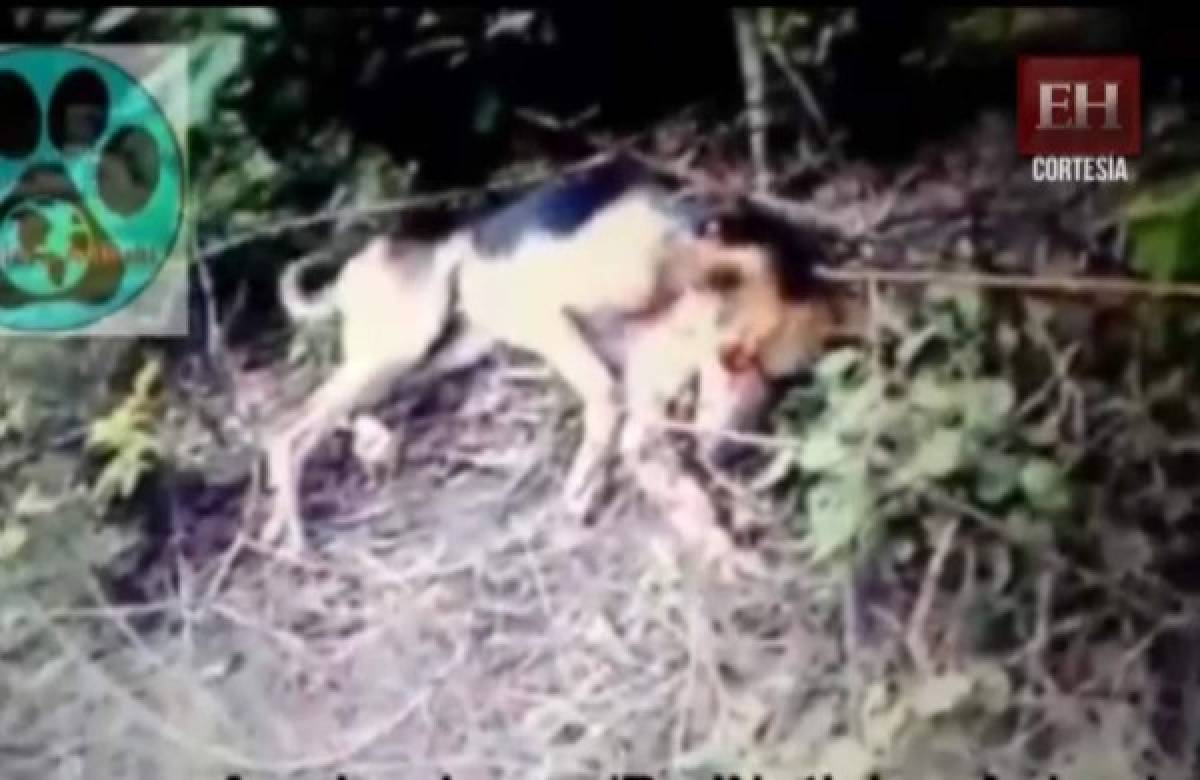 VIDEO: Muere otro perro a mano de jóvenes yoreños