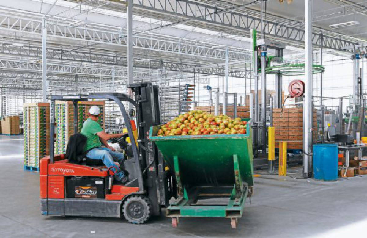 En las granjas agrícolas inicia el sueño de los hondureños en Canadá