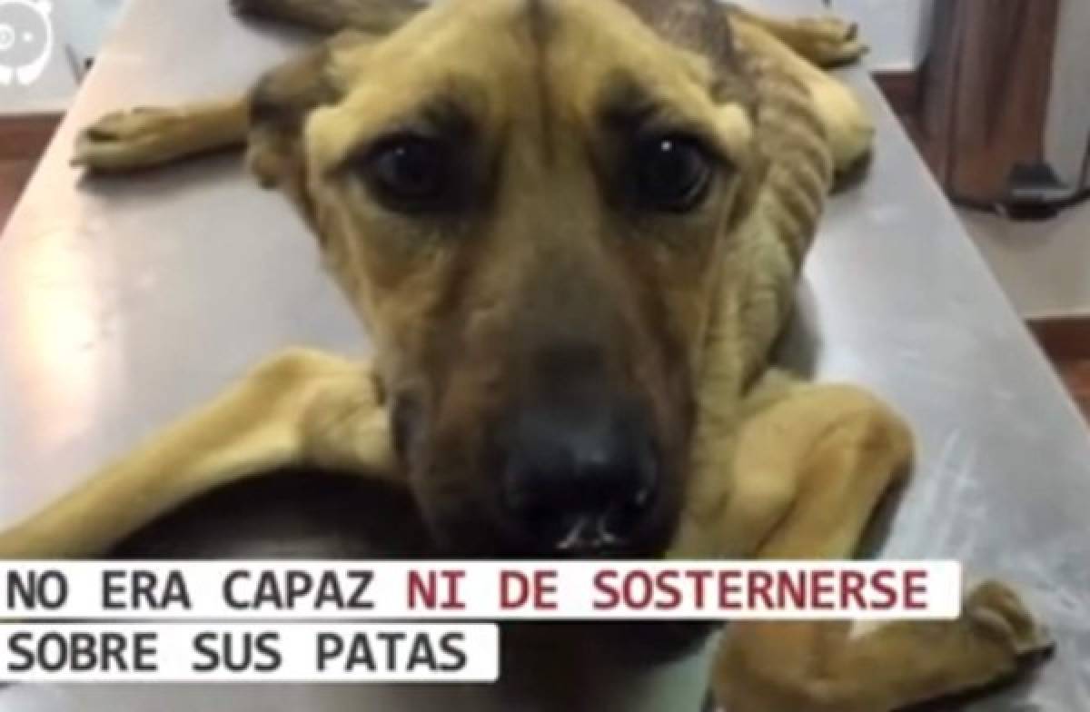 El video de la recuperació de un perro se volvió viral