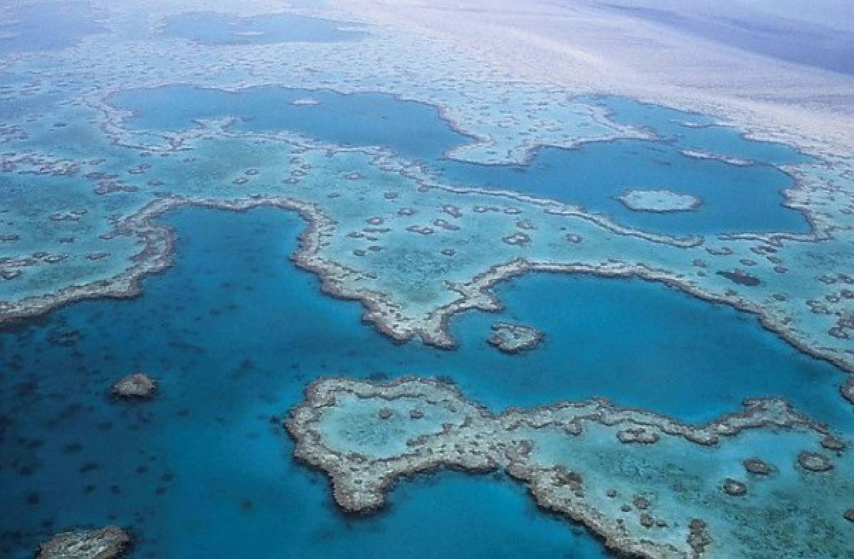 La Gran Barrera de Coral, más amenazada de lo que se pensaba