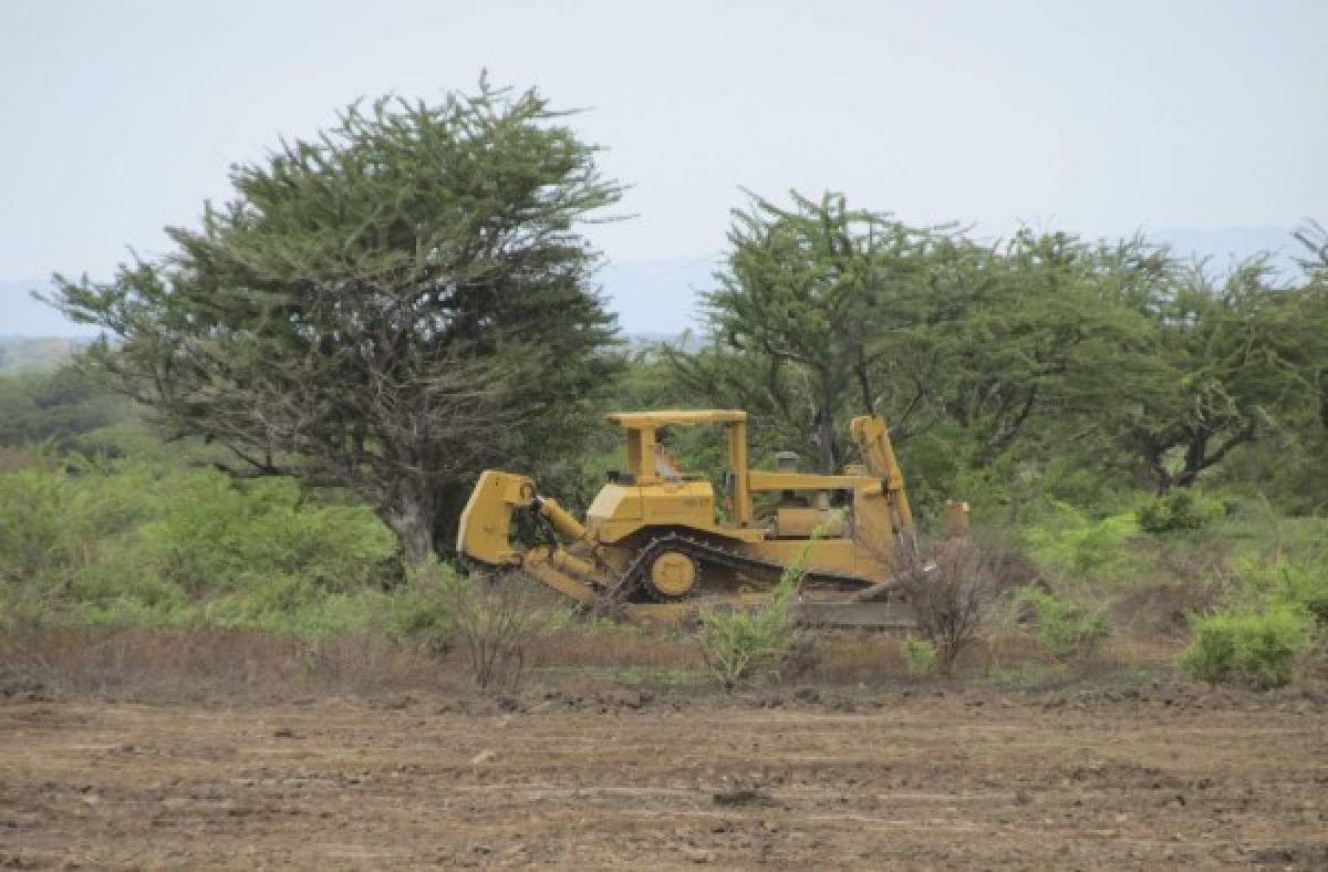 Temen extinción del jícaro en el sur de Honduras